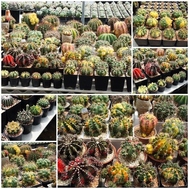 Gymnocalycium Mix Rare (100 seeds)