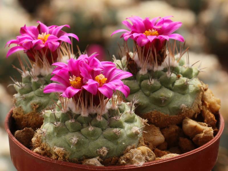 STROMBOCACTUS pulcherrimus (20 seeds)