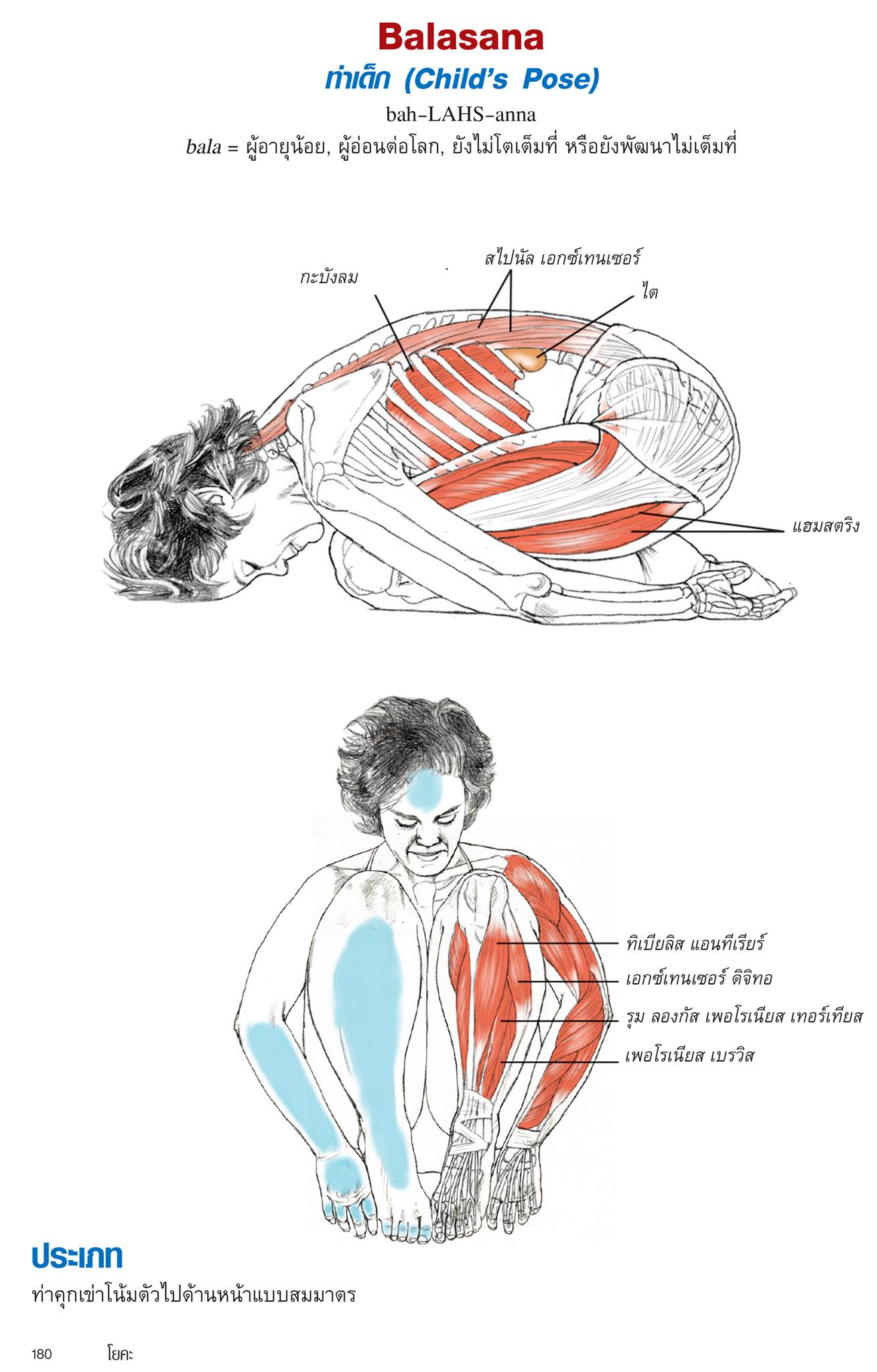 หนังสือเรื่อง กายวิภาคโยคะ YOGA Anatomy (ปกอ่อน) : เลสลี่ คามินอฟฟ์, เอมี่ แมทธิวส์ : สำนักพิมพ์ แอร์โรว์