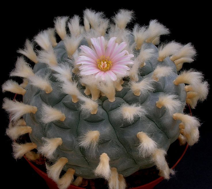 Lophophora williamsii (10 seeds)