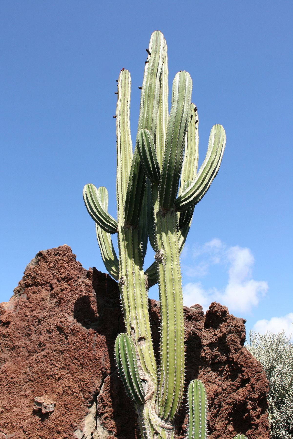Pachycereus pecten aboriginum (50 seeds)