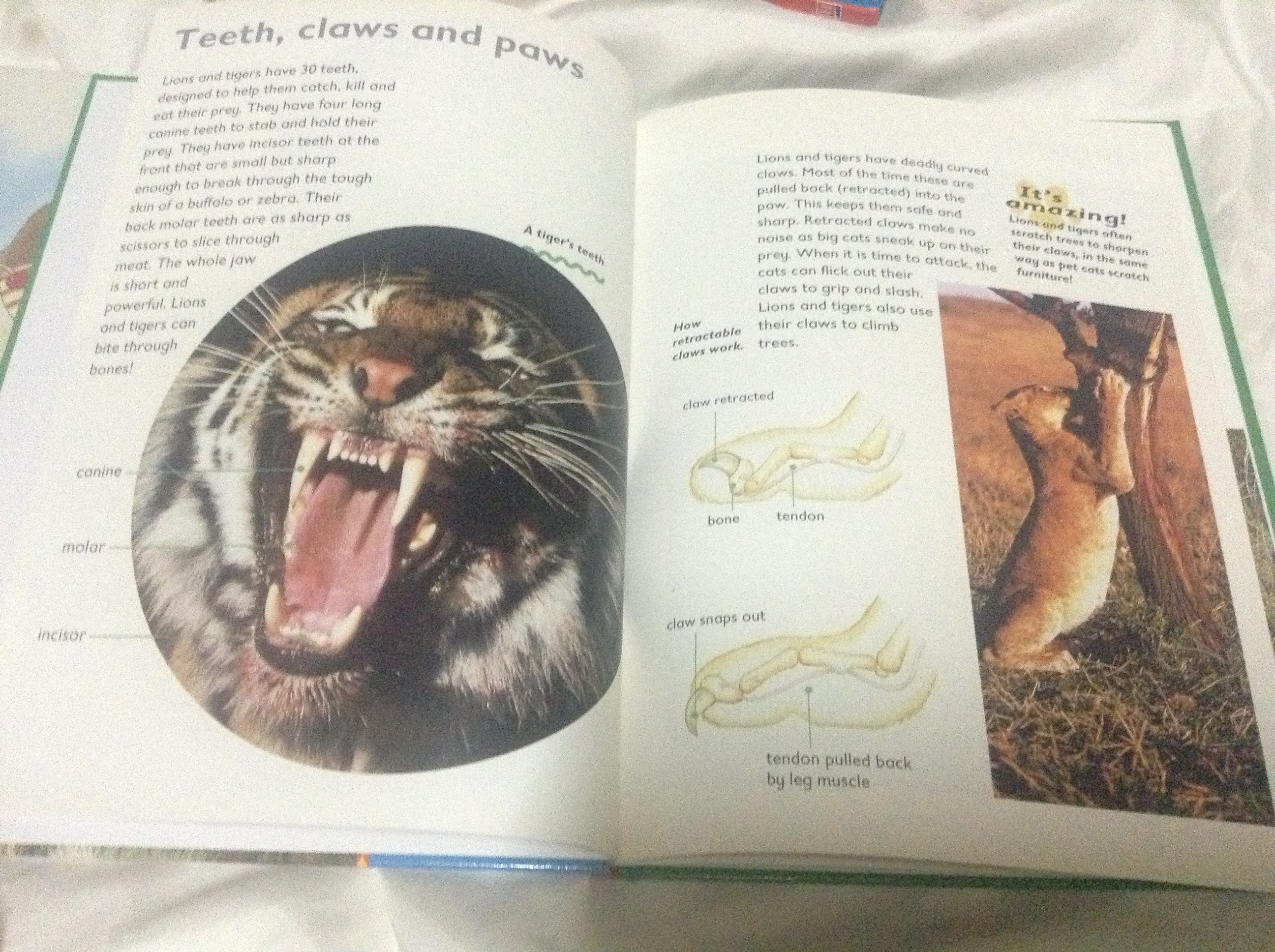 lion and tiger ราคา 180