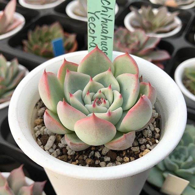 Echeveria chihuahuaensis Yecora (10 seeds)
