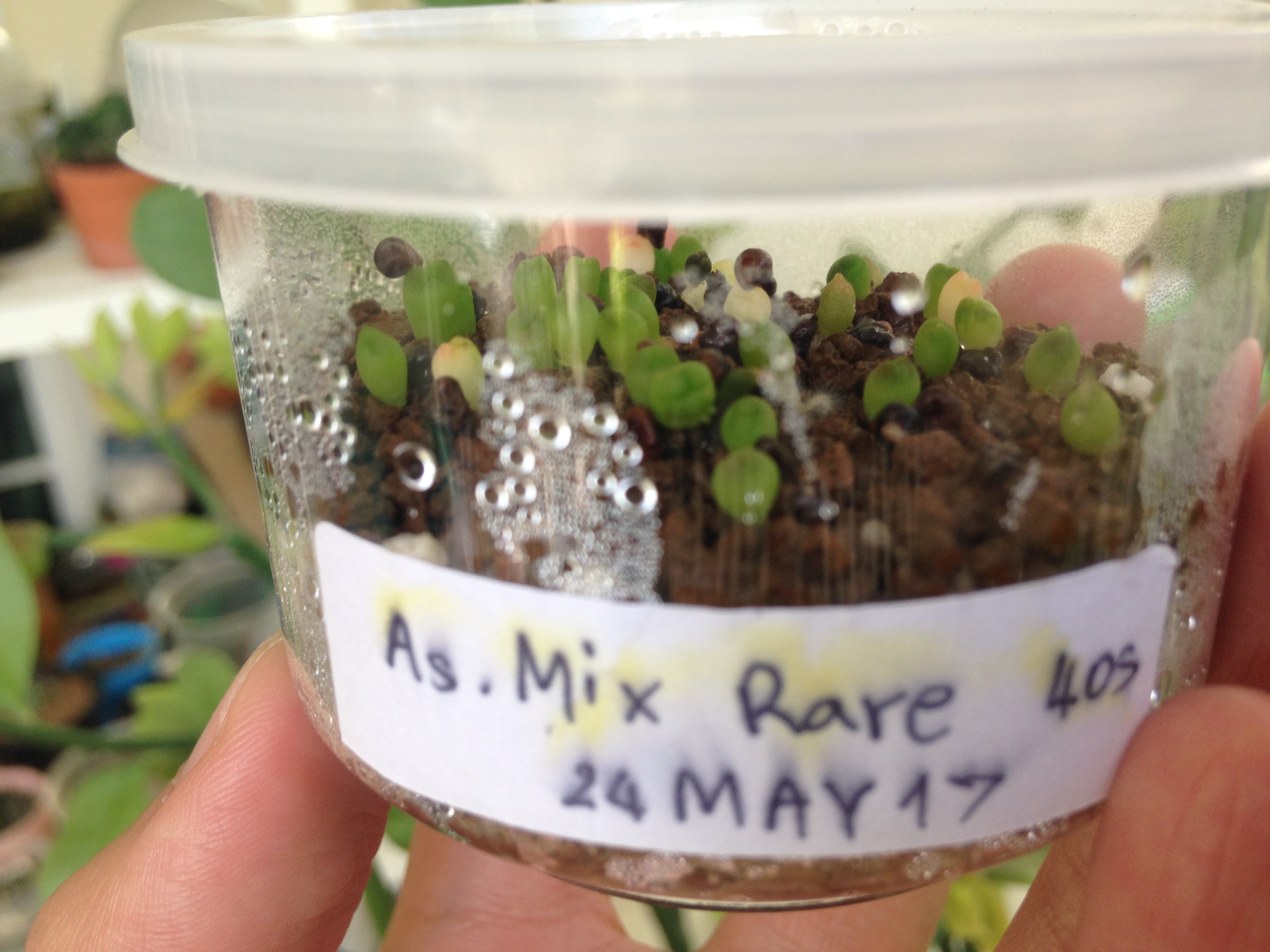 Astrophytum - Mix Rare(20 seeds)
