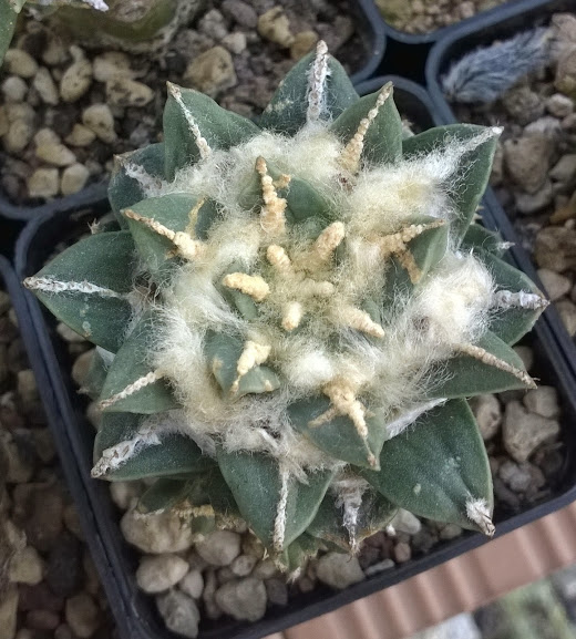 Ariocarpus retusus v pectinatus (10 seeds)