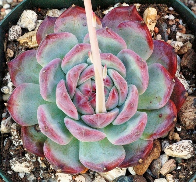 Echeveria Colorata Lindsayana (10 seeds)