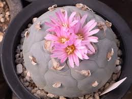 Lophophora fricii v Sierra Zavaleta (10 seeds)