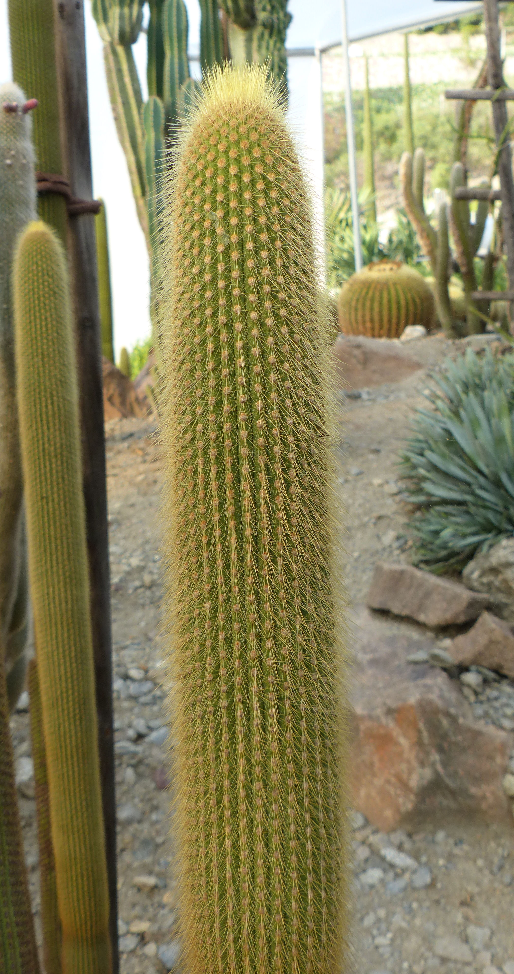 Weberbauerocereus rauhii (50 seeds)