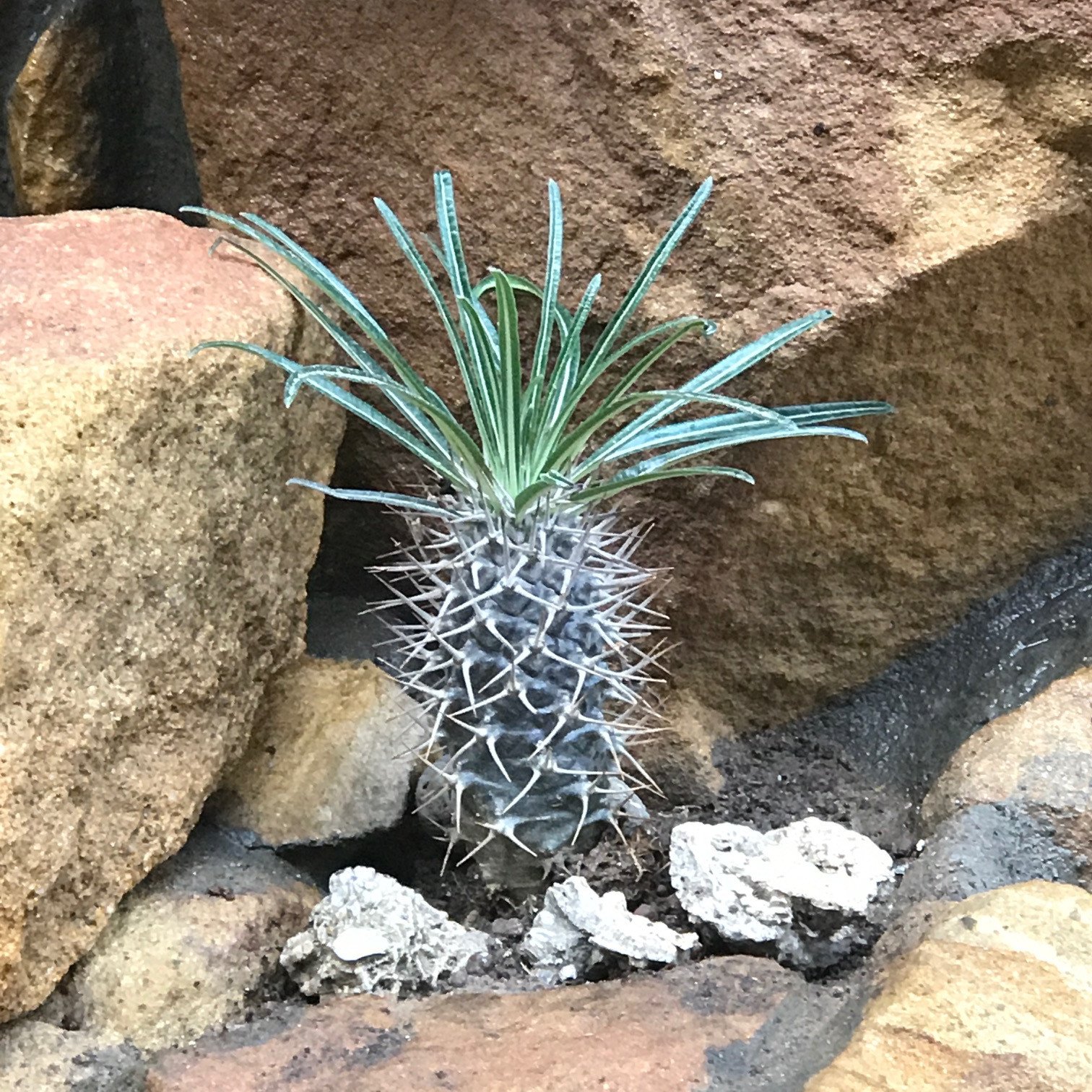 Pachypodium Geayi (10 seeds)