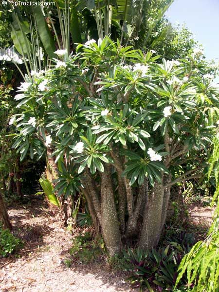 Pachypodium Rutebergianum (10 seeds)
