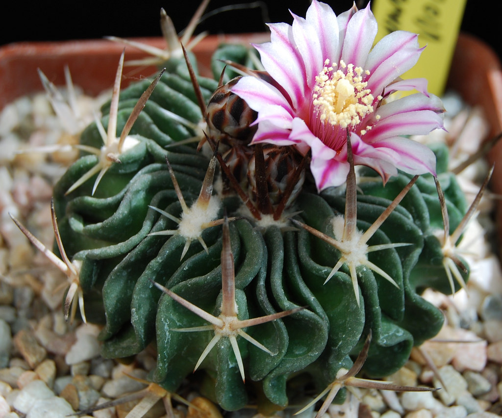 Echinofossulocactus violaciflorus (20 seeds)