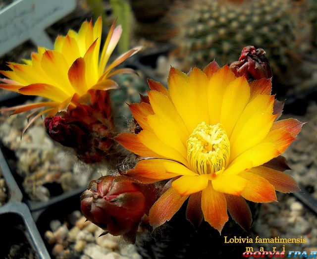 Lobivia famatimensis v aurantiaca (20 seeds)