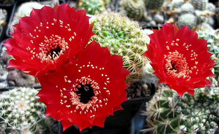 Lobivia draxleriana HS50 (20 seeds)