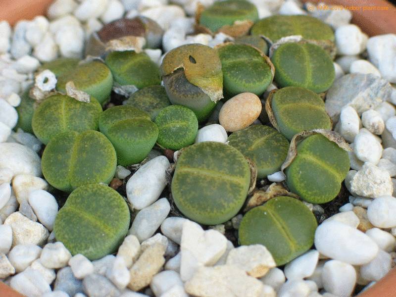 Lithop lesliei form albinica (20 seeds)