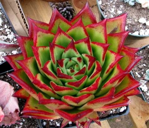 Echeveria agavoides v Lipstick (10 seeds)