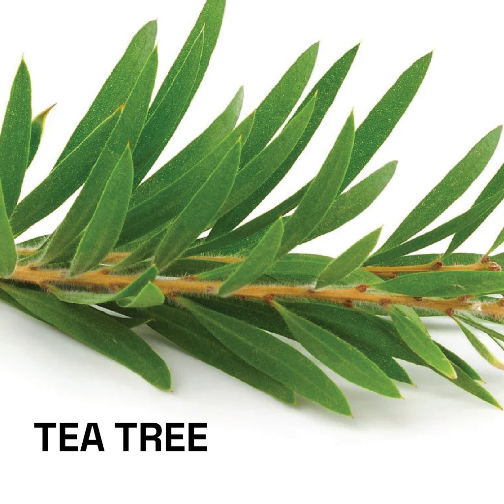 น้ำมันหอมระเหยบริสุทธิ์ ทีทรี ธรรมชาติ 100 % แท้ จากออสเตรเลีย (Tea Tree) ปริมาณ 10 ml. ชมภิญญ์