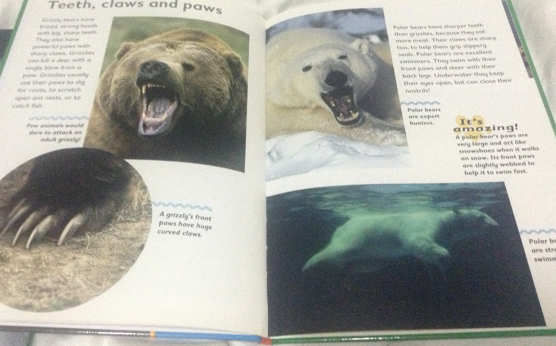 polar bear and grizzly bear ราคา 180