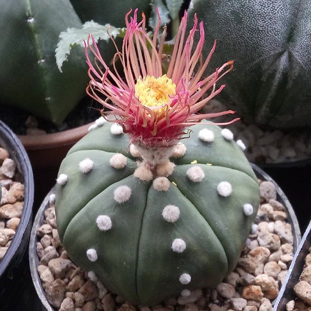 Astrophytum - Asterias cv. Shinshowa Red (20 seeds)