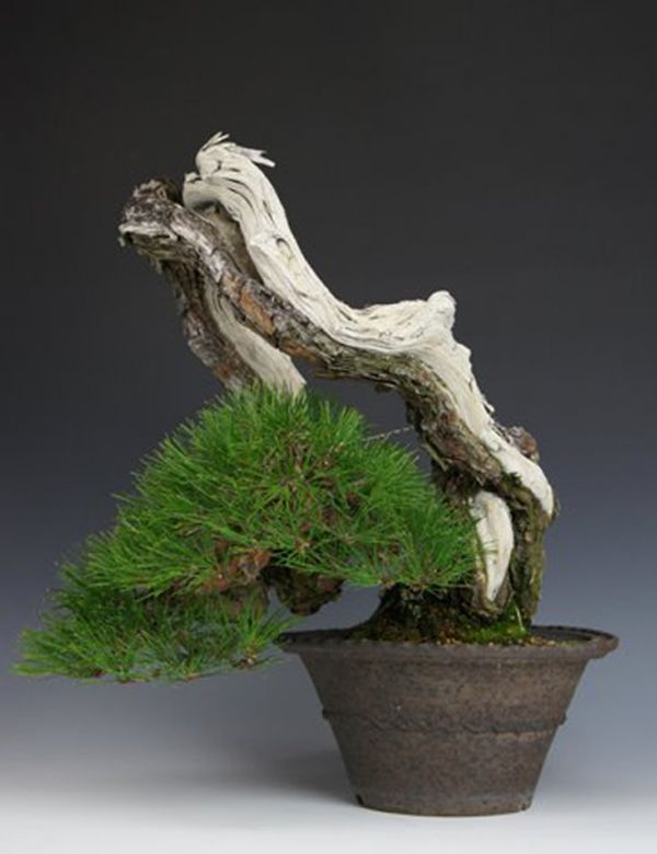 Akamatsu (Japanese Red pine) 20 seeds