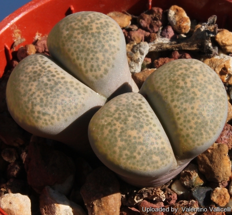LITHOPS - terricolor 'peersii' C253 (20 seeds)