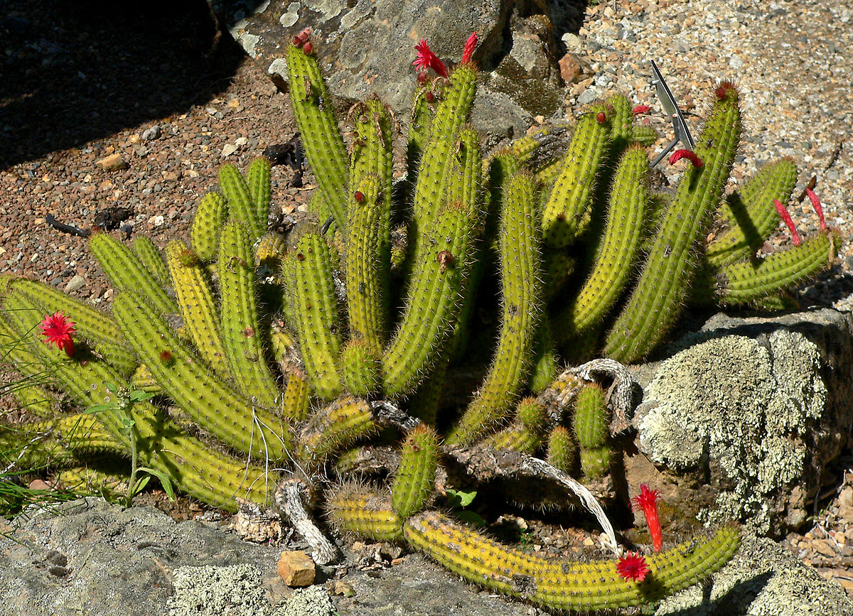 Cleistocactus samaipatanus (50 seeds)