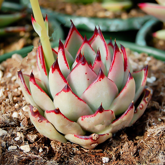 Echeveria agavoides v Villa Zaragoza (10 seeds)