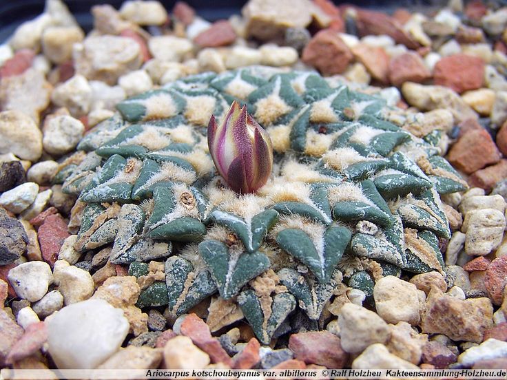 Ariocarpus kotschoubeyanus v albiflorus (10 seeds)