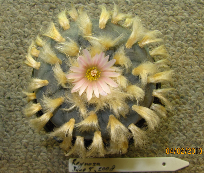 Lophophora williamsii v Reynosa (10 seeds)