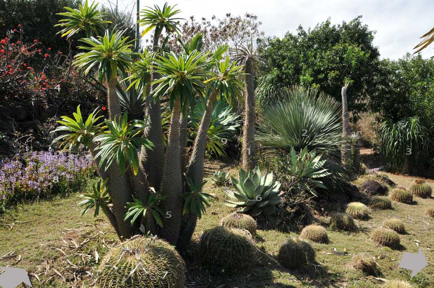 Pachypodium Lamerei (Madagascar Palm) (10 seeds)