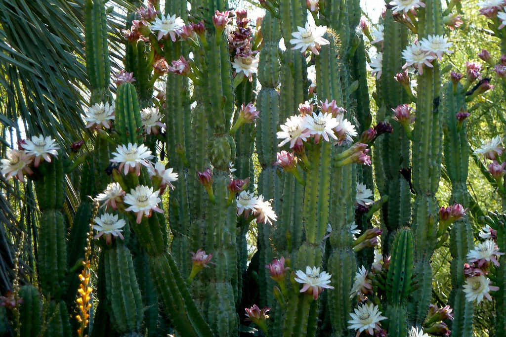 Cereus Forbesii (50 seeds)