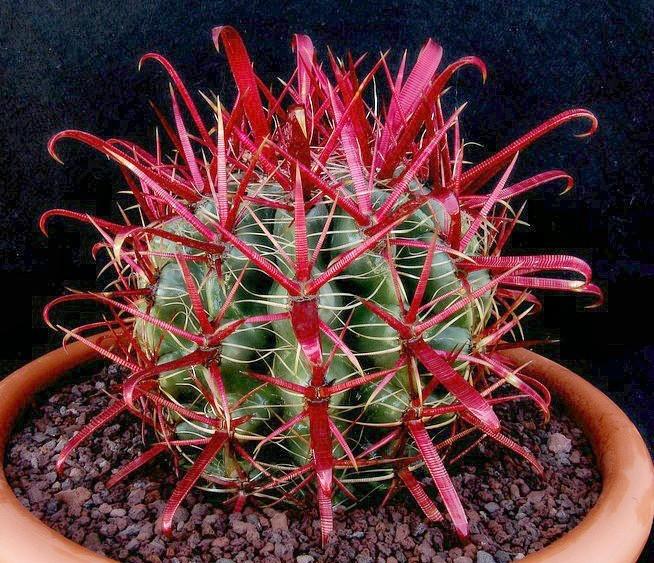 Ferocactus coloratus (50 seeds)