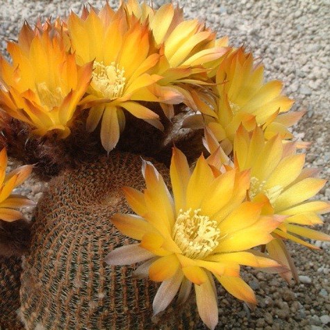Lobivia famatimensis (20 seeds)