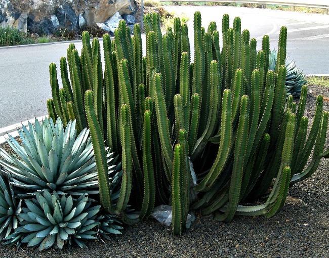 Cereus peruvianus (50 seeds)