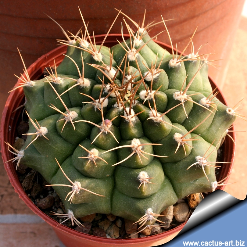 Gymnocalycium Damsii (50 seeds)