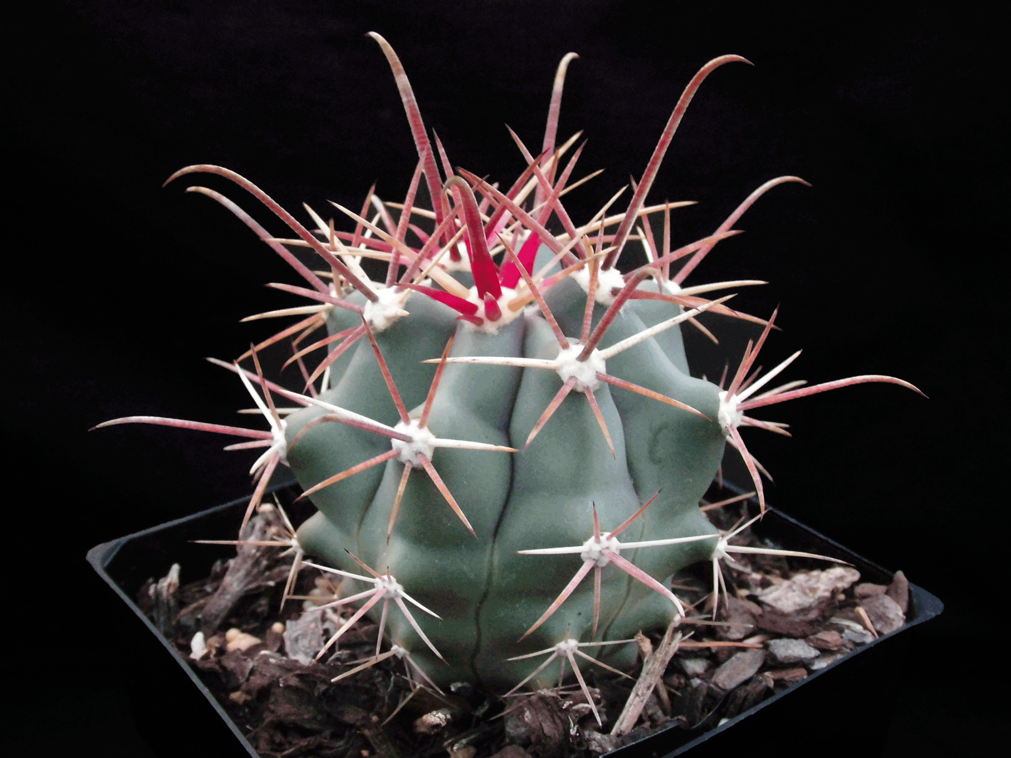 FEROCACTUS peninsulae (50 seeds)