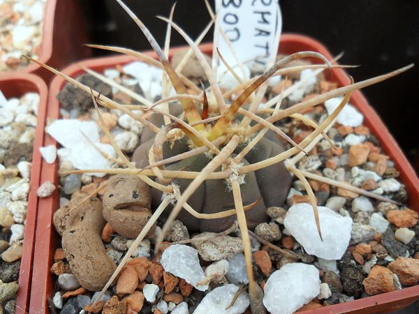 GYMNOCALYCIUM armatum VS300 (20 seeds)