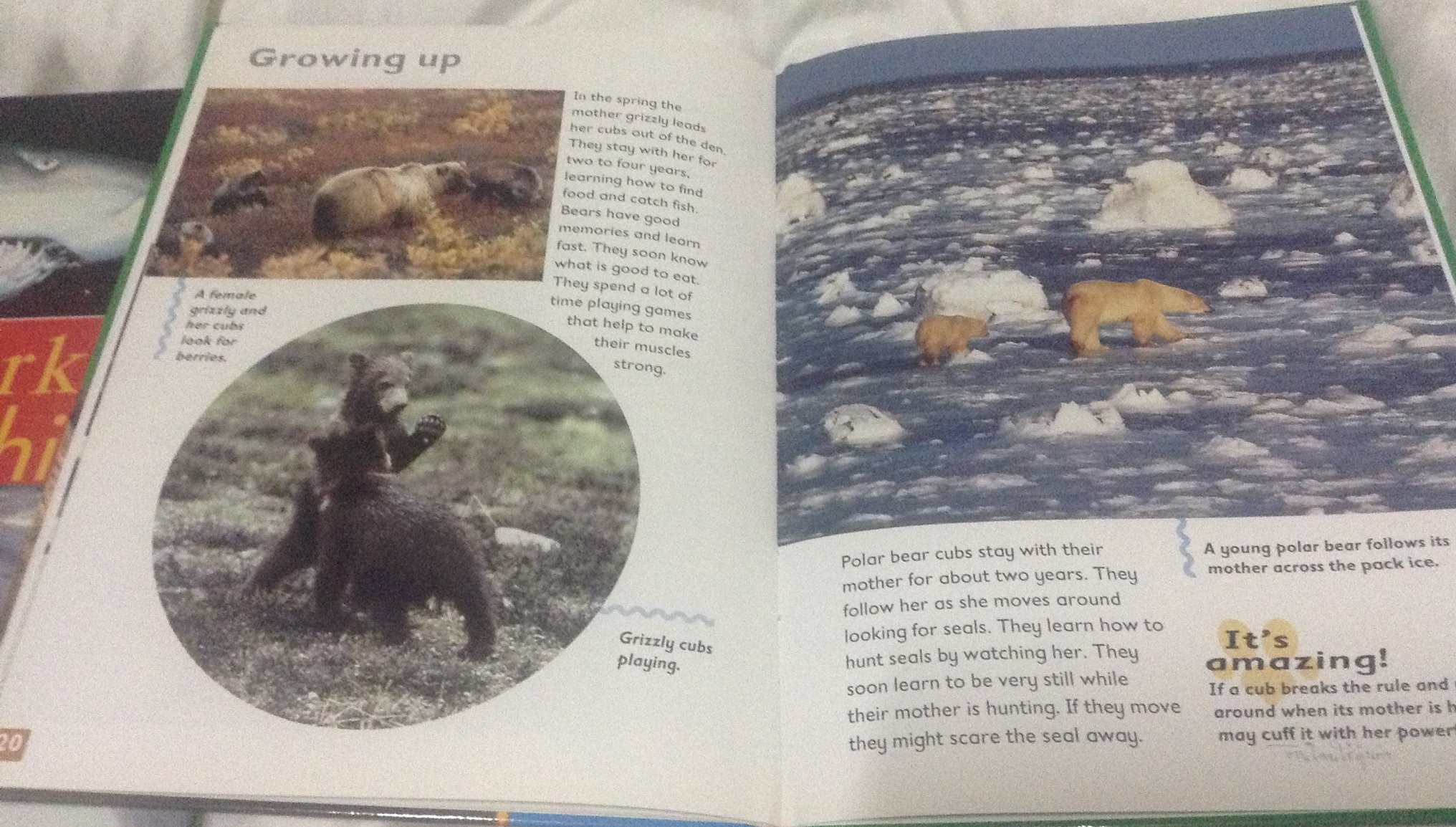 polar bear and grizzly bear ราคา 180