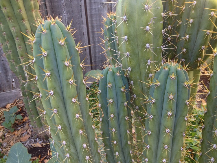 Trichocereus Cuzcoensis (20 seeds)
