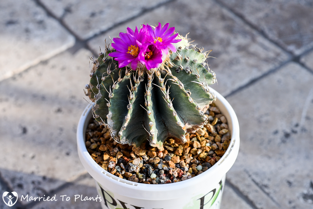 Geohintonia Mexicana (10 seeds)