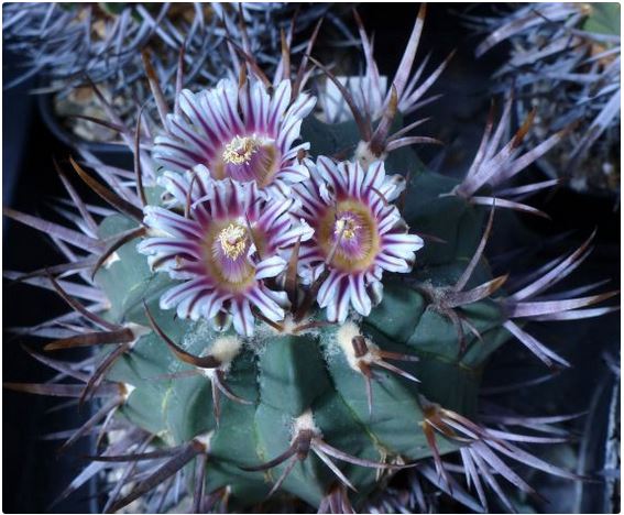Echinofossulocactus coptonogonus P469 (20 seeds)