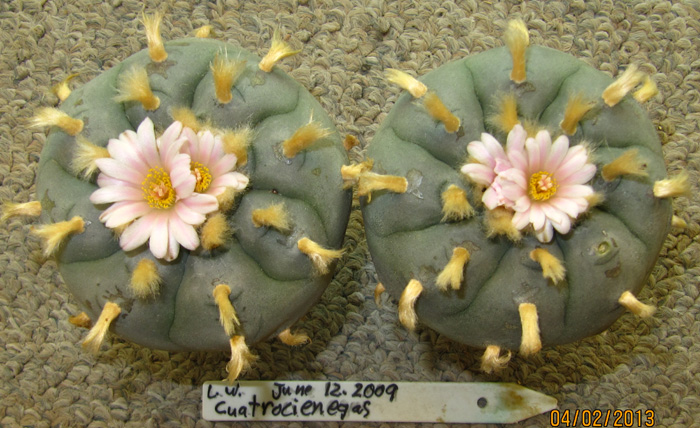 Lophophora williamsii v Cuatrocienegas (10 seeds)