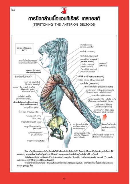 หนังสือเรื่อง กายวิภาคการออกกำลังกายแบบฝึกกล้ามเนื้อ Strength Training Anatomy (ปกแข็ง) : เฟรดเดอริค เดอลาวีเย : สำนักพิมพ์ แอร์โรว์