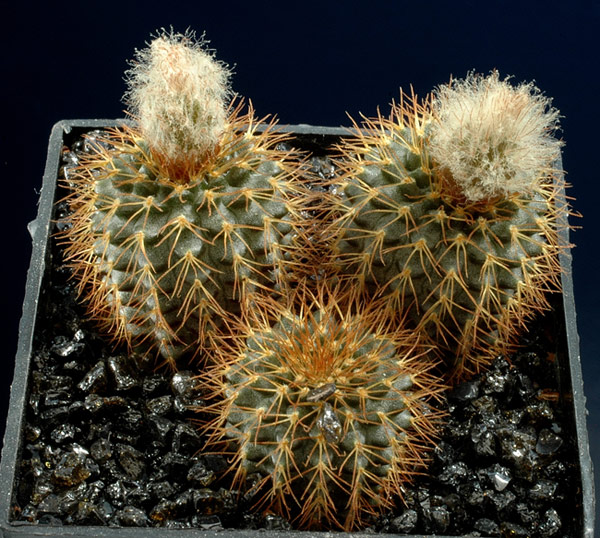 FRAILEA mammifera