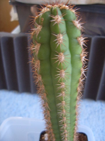 Seticereus roezlii (50 seeds)
