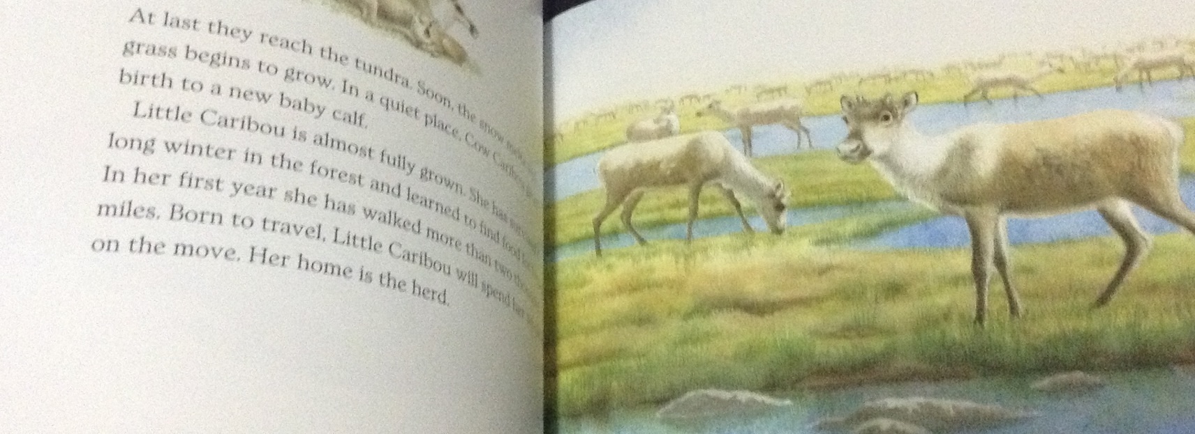 (4แถม4) Little caribou ราคา 95