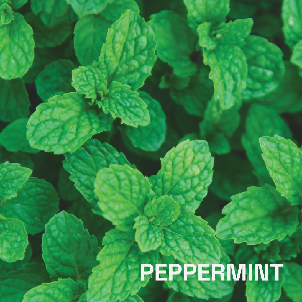 น้ำมันหอมระเหยบริสุทธิ์เปปเปอร์มินต์ ธรรมชาติ 100 % (Peppermint) 10 ml. ชมภิญญ์