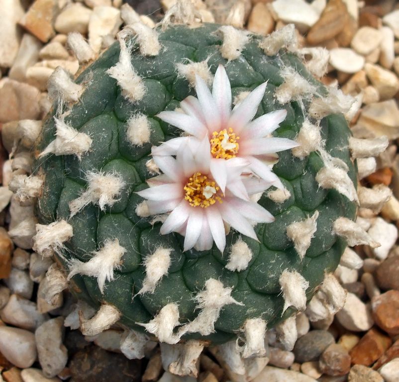 Lophophora fricii x koehresii F2 (10 seeds)