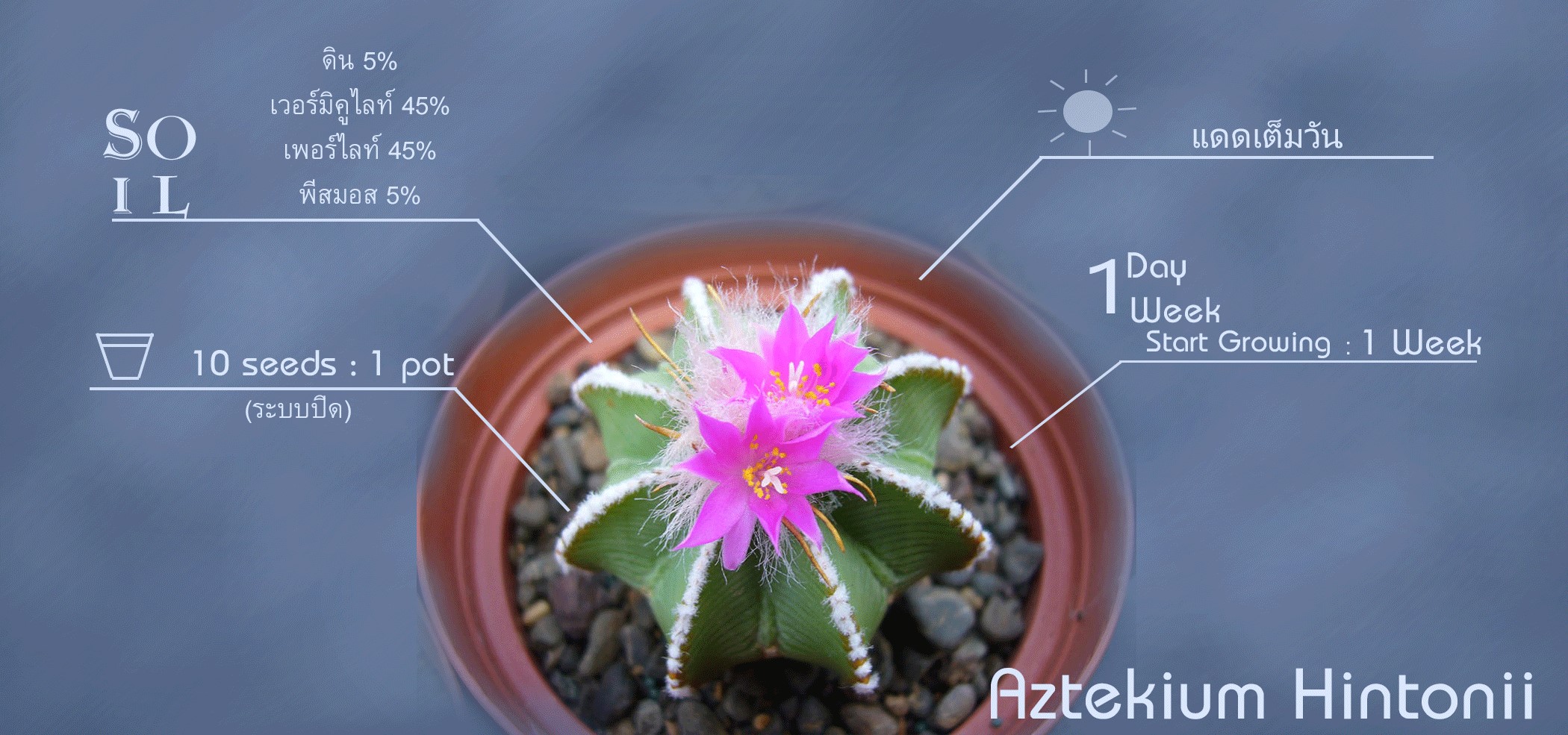 Aztekium Hintonii (10 seeds)