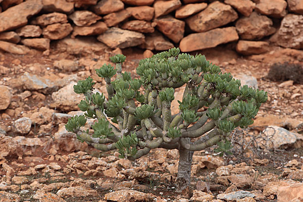 Senecio Kleinia neriifolia (10 seeds)