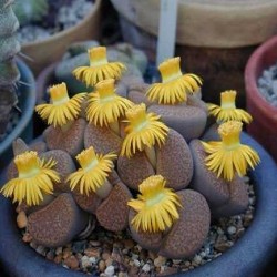 Lithops fulviceps (20 seeds)